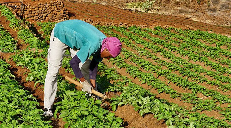Porto Novo: Gala de homenagem aos agricultores, criadores e técnicos anunciada para Março