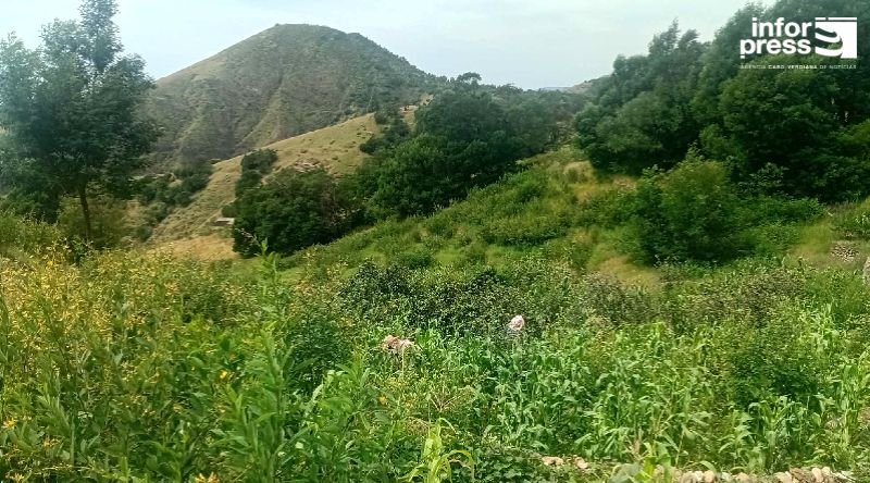 Planalto Leste: Agricultores esperam amenizar efeitos do mau ano agrícola com produção de feijões em algumas zonas