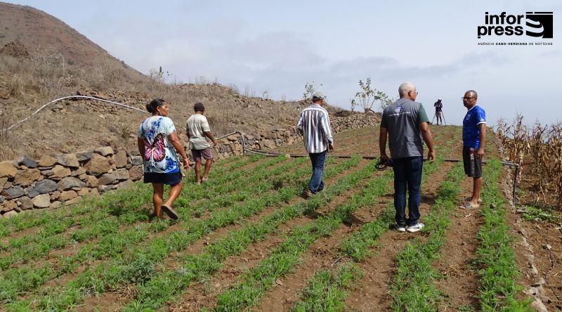 Martiene: Agricultores da Chã de Ribeirinha admitem prejuízos em cinco mil quilos de cenoura destruídos por animais