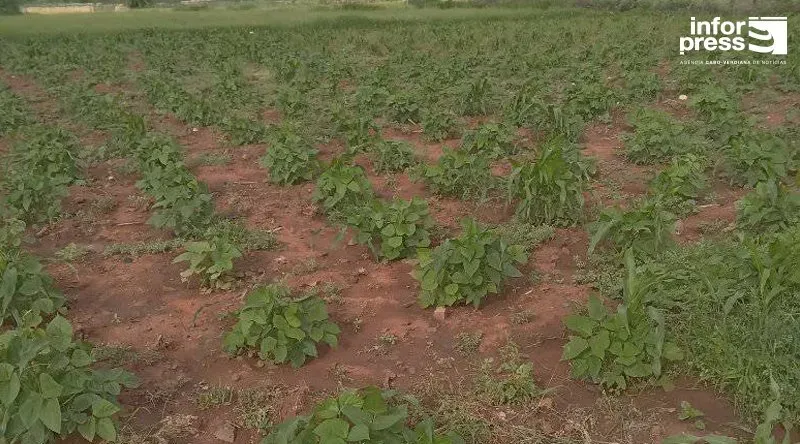 Maio: Agricultores aguardam mais chuva para garantir ano agrícola