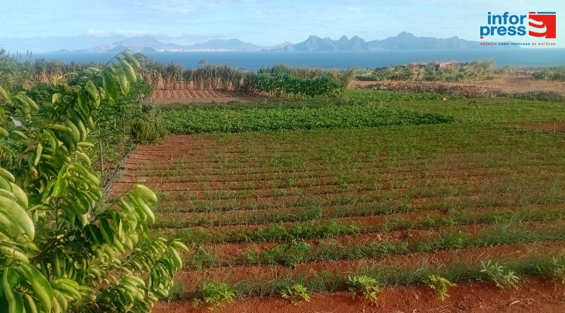 Santo Antão: Projecto sobre sistemas agro-florestais encerrado no município do Porto Novo