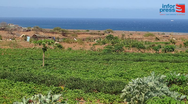 Porto Novo/Casa de Meio: Jovens agricultores conseguem "boas colheitas" apesar da escassez de água