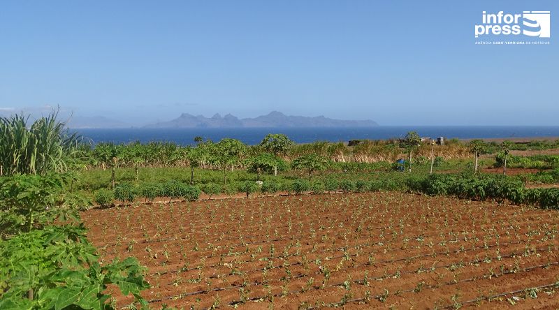 Escassez de Água e Pragas Preocupam Agricultores em Porto Novo