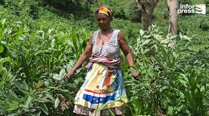 São Miguel: Agricultores de Cutelo Gomes confiantes num bom ano agrícola apesar falta de mão-de-obra e pragas