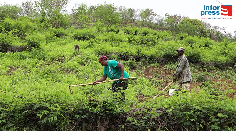 São Domingos: Agricultores de Godim enfrentam pragas e escassez de mão-de-obra