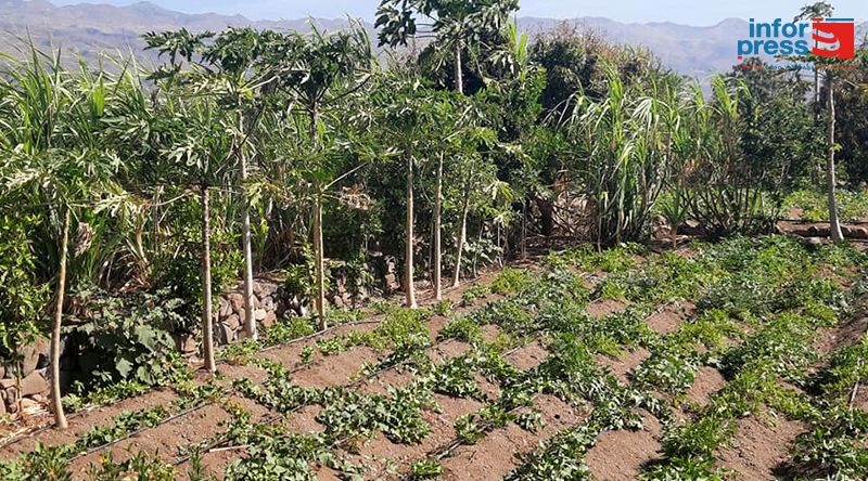 Porto Novo: As chuvas vão ter efeitos positivos na actividade agrícola, acreditam os agricultores