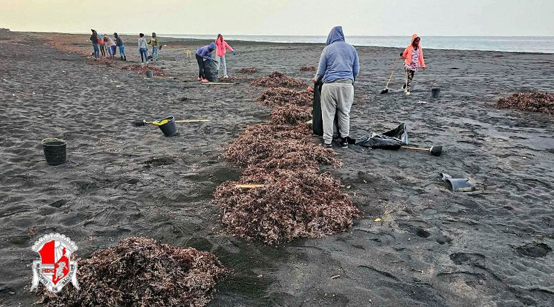 São Filipe: Equipa de saneamento remove dezenas de toneladas de algas sargaços na praia de Fonti Bila – vereador do Ambiente