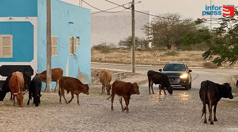 Maio: Munícipes reclamam de animais à solta nas ruas do Porto Inglês e pedem intervenção da câmara