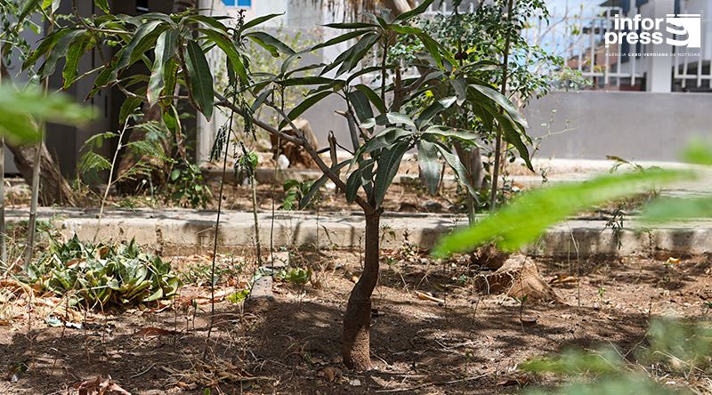 Semana da Árvore e da Água decorre em Santa Cruz com acções de plantação e sensibilização ambiental