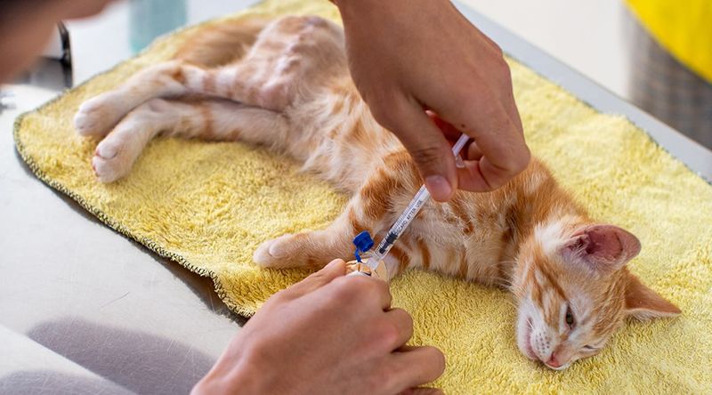 Boa Vista: Associação Nerina promove primeira campanha gratuita de castração de gatos