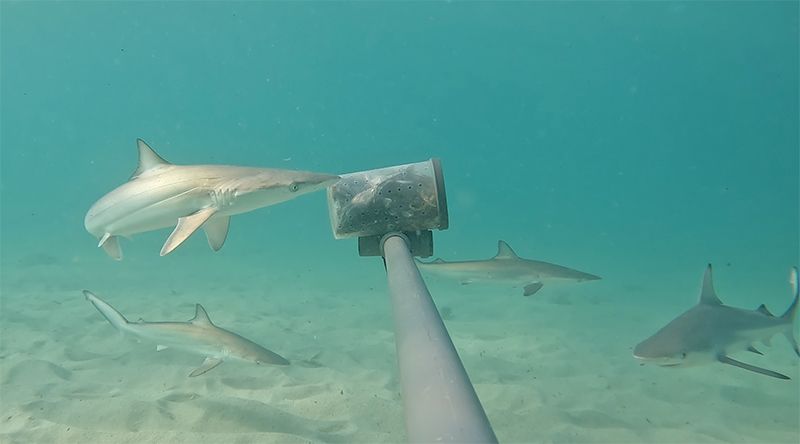 Estudo revela ameaças aos tubarões nas águas de Cabo Verde e a necessidade de "maior protecção"