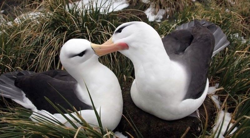 Estudo detecta microplásticos e químicos em aves marinhas subantárticas