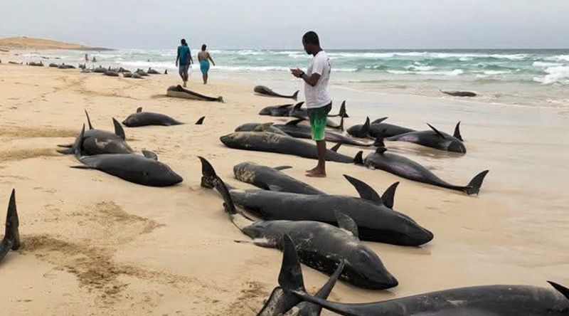 Biólogo Marinho chama atenção da população para conservação das baleias nas águas de Cabo Verde