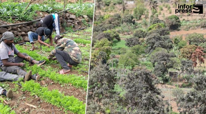 Santa Catarina: Entre pragas e abandono, agricultores de Boa Entrada lutam para não perder a terra e o sustento