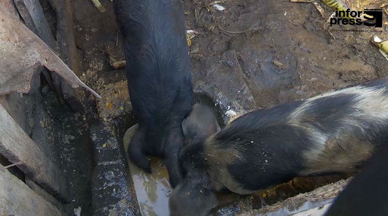 Boa Vista: Criadores denunciam morte de animais e suspeitam de surto de peste suína