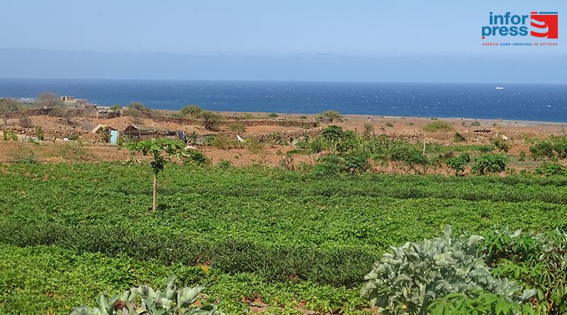 Porto Novo/Casa de Meio: Agricultores preocupados com a praga do tomateiro