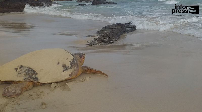 São Vicente: Ponta d’Pom regista 49 ninhos de tartarugas marinhas na Praia Grande e no Lazareto