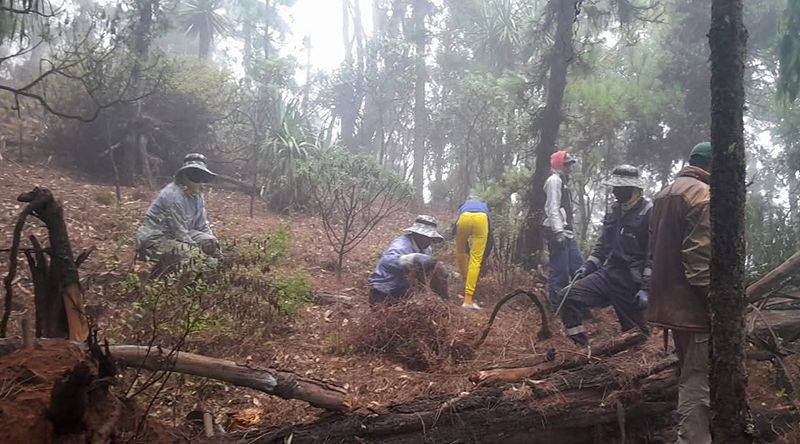 São Nicolau: Projecto Eco-Raízes realiza campanha de limpeza de espécies invasoras no Parque Natural de Monte Gordo