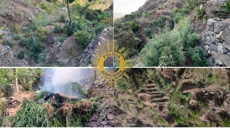 São Salvador do Mundo: PJ desmantela plantações de canábis e apreende mais de 400 quilos da droga