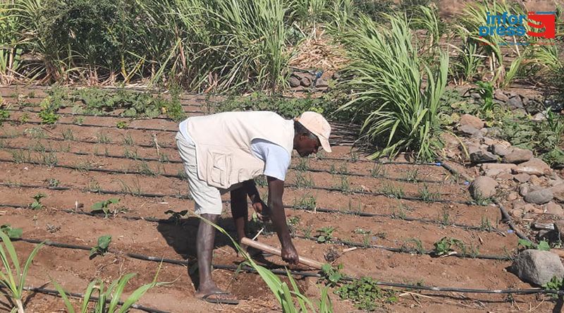 Porto Novo: Perímetro de Ponte Sul/Chã de Mato continua livre da praga dos mil pés para satisfação dos agricultores