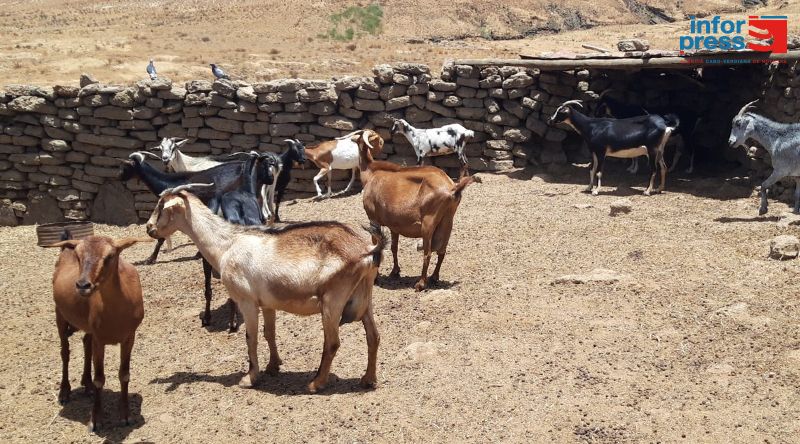 Porto Novo/Planalto Norte: Escassez de ração no mercado continua a preocupar criadores de gado - responsável