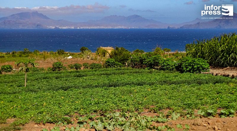 Porto Novo: Líder associativo destaca papel do projecto agrícola no retorno dos jovens a Casa de Meio