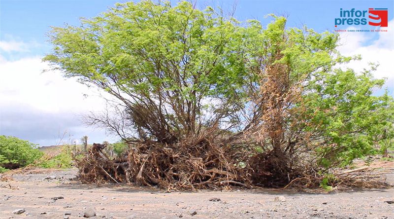 São Vicente: Associação alerta para abate sem controlo no Calhau de acácias para produzir carvão (c/vídeo)