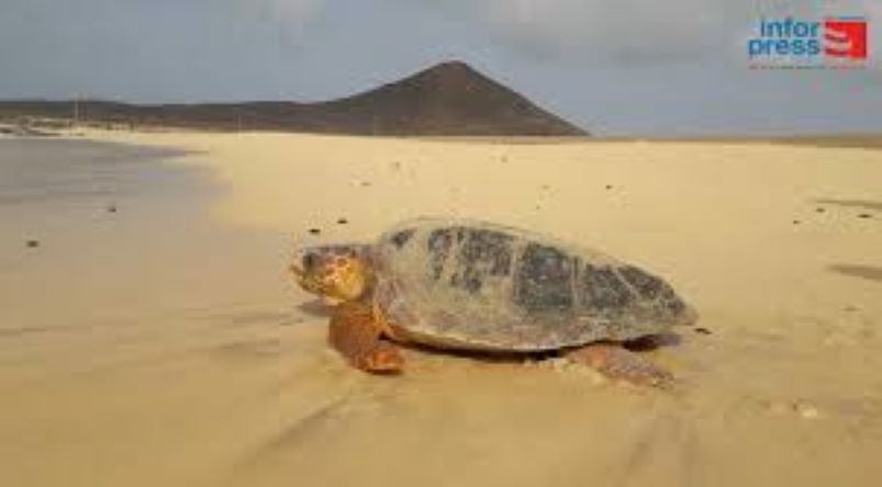 Mais de 150 mil tartarugas marinhas foram libertadas em 2024 pelo Projecto Biodiversidade e BIOS Cabo Verde