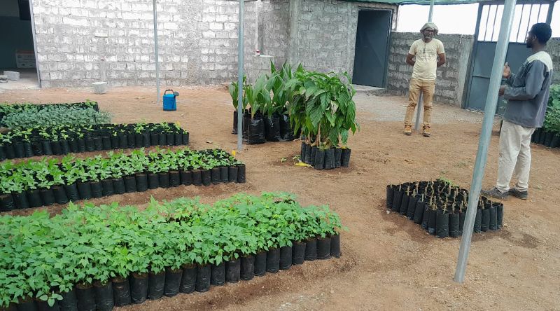 Porto Novo/Casa de Meio: EcoEspaço começa a funcionar com a produção de plantas de várias espécies