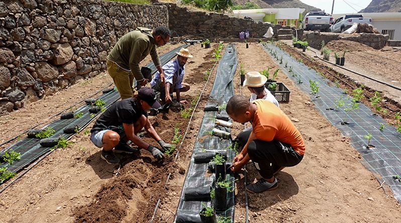 Santo Antão: EcoRaízes aposta no cultivo de plantas medicinais para travar pressão sobre espécies silvestres