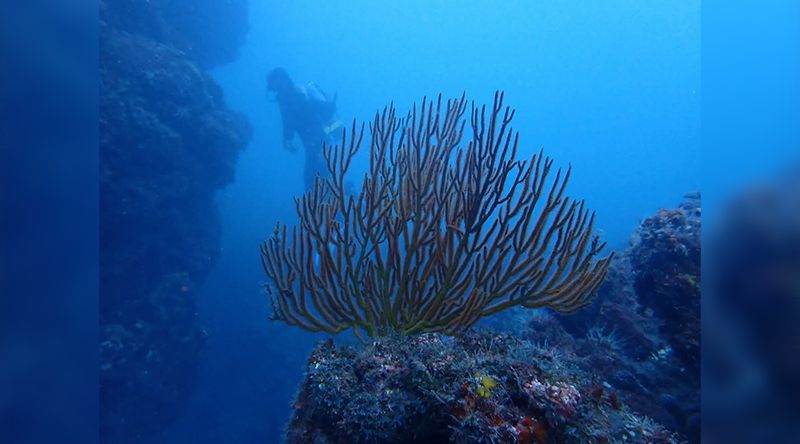 Ambientalista pede equilíbrio de investimento cabo-verdiano tanto na descarbonização como na proteção dos ecossistemas