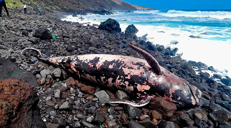 São Nicolau: IMar diz que encalhe de baleias-piloto é sinal sobre a vitalidade e equilíbrio dos oceanos