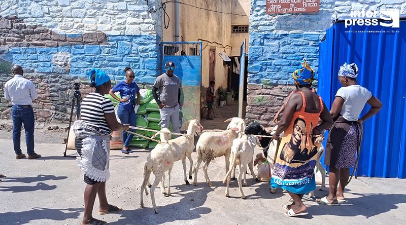 Santa Catarina: Associação Lantuna apoia 15 mulheres chefes de família com entrega de casais de carneiros em Porto Rincão