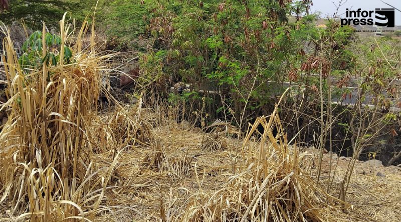São Nicolau: Agricultores de Algodoeiro denunciam agravamento da escassez de água e temem abandono da actividade