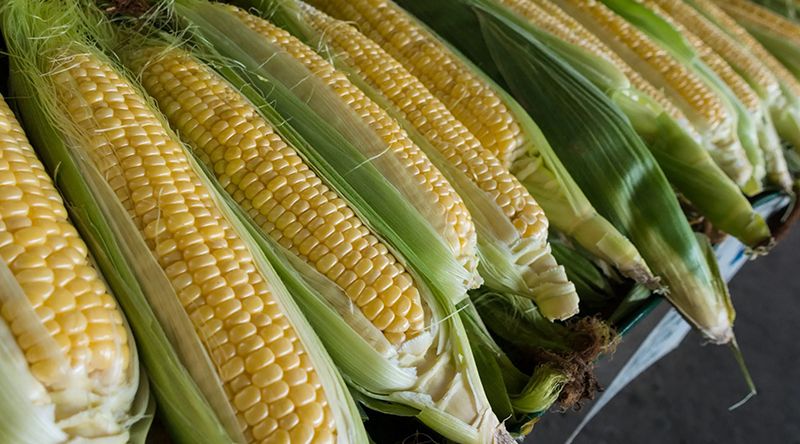 Porto Novo: “Família dos Verdes” promove primeira edição da festa do milho verde