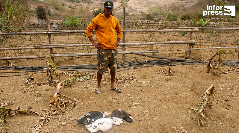 Brava: Agricultor apela a intervenção urgente para salvar projecto ameaçado pela falta de água (c/áudio)