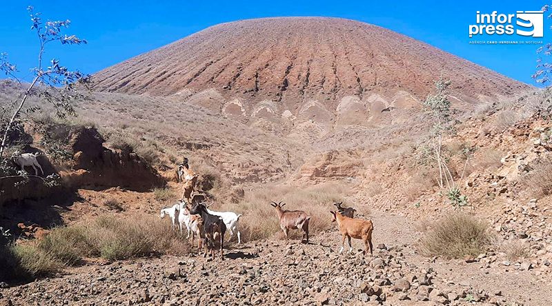 Criadores de gado de Santo Antão e São Vicente em intercâmbio para a valorização do leite local   