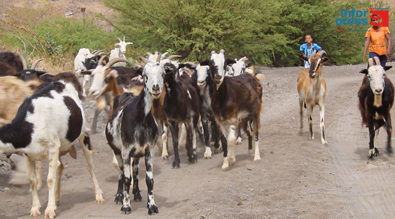 Brava: Criadores das zonas altas alarmados com frequentes ataques de cães vadios aos rebanhos (c/áudio)