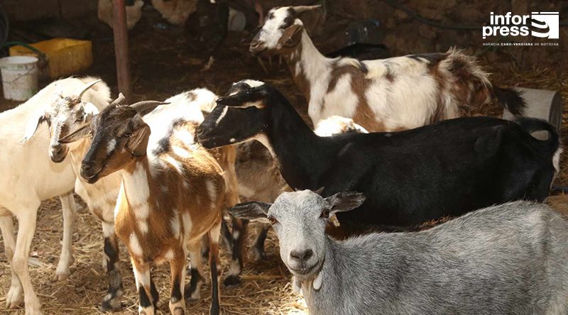 Porto Novo: Plano de salvamento do gado abarca 17 mil cabeças de gado em todo o município