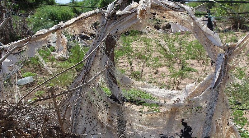 Boa Vista enfrenta praga de gafanhotos e Ministério da Agricultura pede colaboração de criadores e agricultores