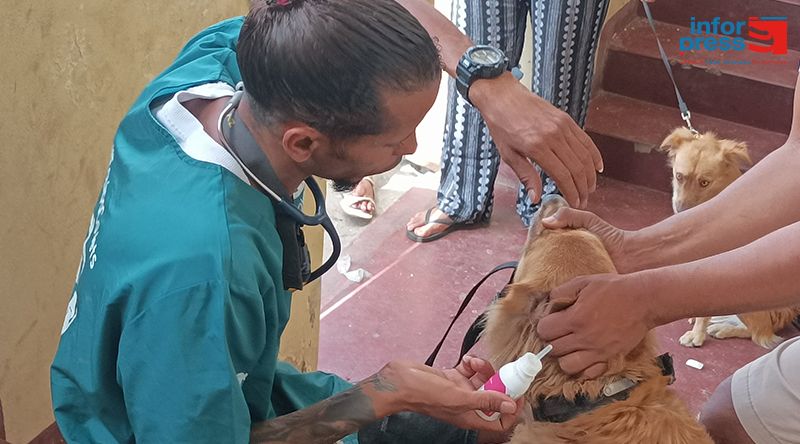 São Filipe: Campanha de castração e desparasitação de cães e gatos termina com balanço positivo - Projecto Covets
