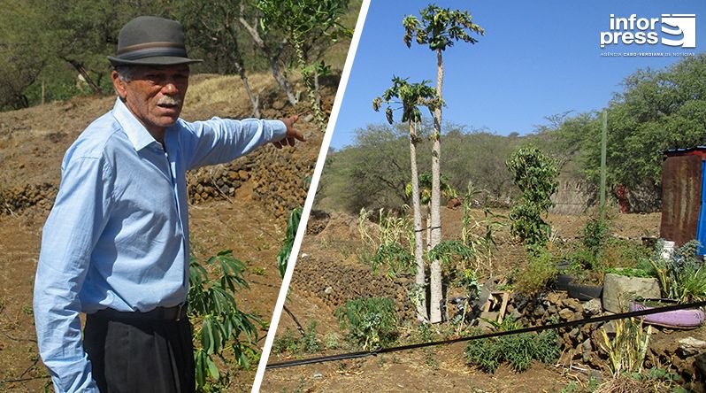 Fogo: Horticultor denuncia falta de água para rega e acusa “inoperância das entidades” na resolução do problema (c/áudio)