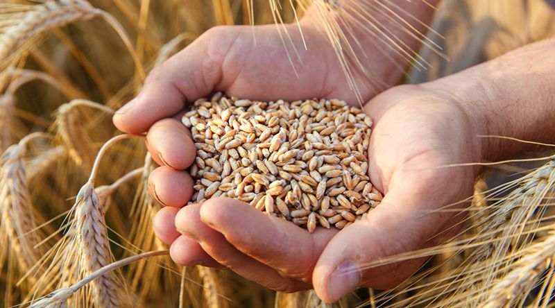 Produtos Alimentares: Preços mundiais de exportação indicam tendência mista no trigo e milho e alta no açúcar e óleo 