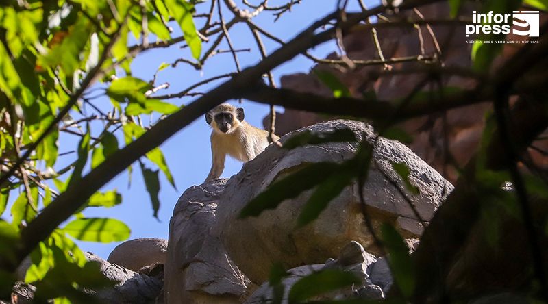 Associação apela à “serenidade” no conflito entre agricultores e macacos em Santiago e Brava