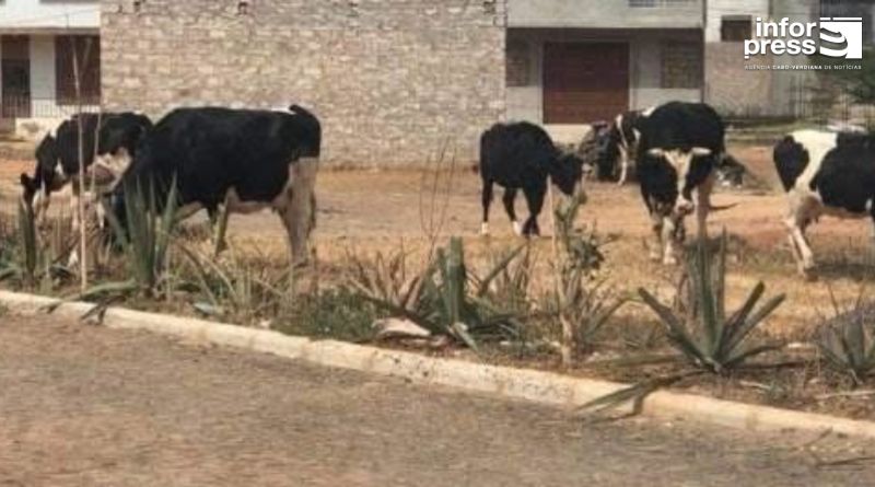 Maio: Câmara municipal vai recolher animais na via pública a partir de 25 de Agosto
