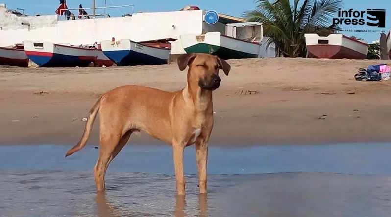 Maio: Associação Joaninha alerta para aumento de envenenamento de cães e gatos e pede controlo de substâncias tóxicas