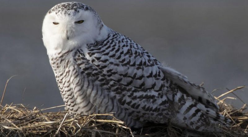 Mais 40 espécies migratórias passam a estar protegidas por convenção da ONU