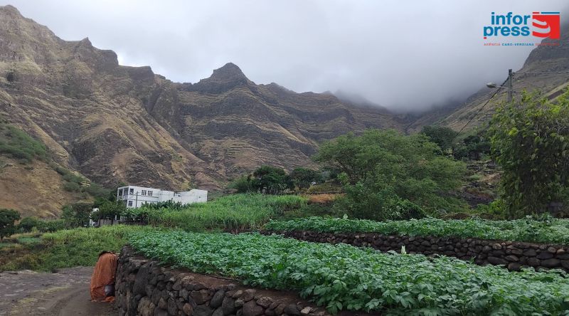 Porto Novo: Agricultores a braços com falta de trabalhadores nas safras de batata comum e cana sacarina  