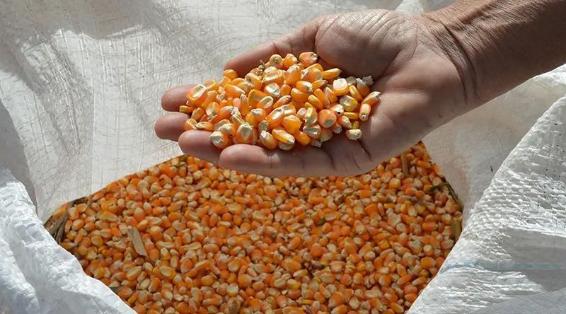 Cotações internacionais do milho sobem e preços do arroz e óleo de soja recuam