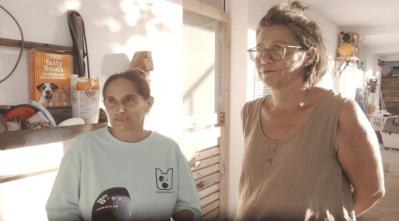 Boa Vista: Associação Nerina alerta sobre “crise” de pitbulls e necessidade de regulamentação urgente na ilha